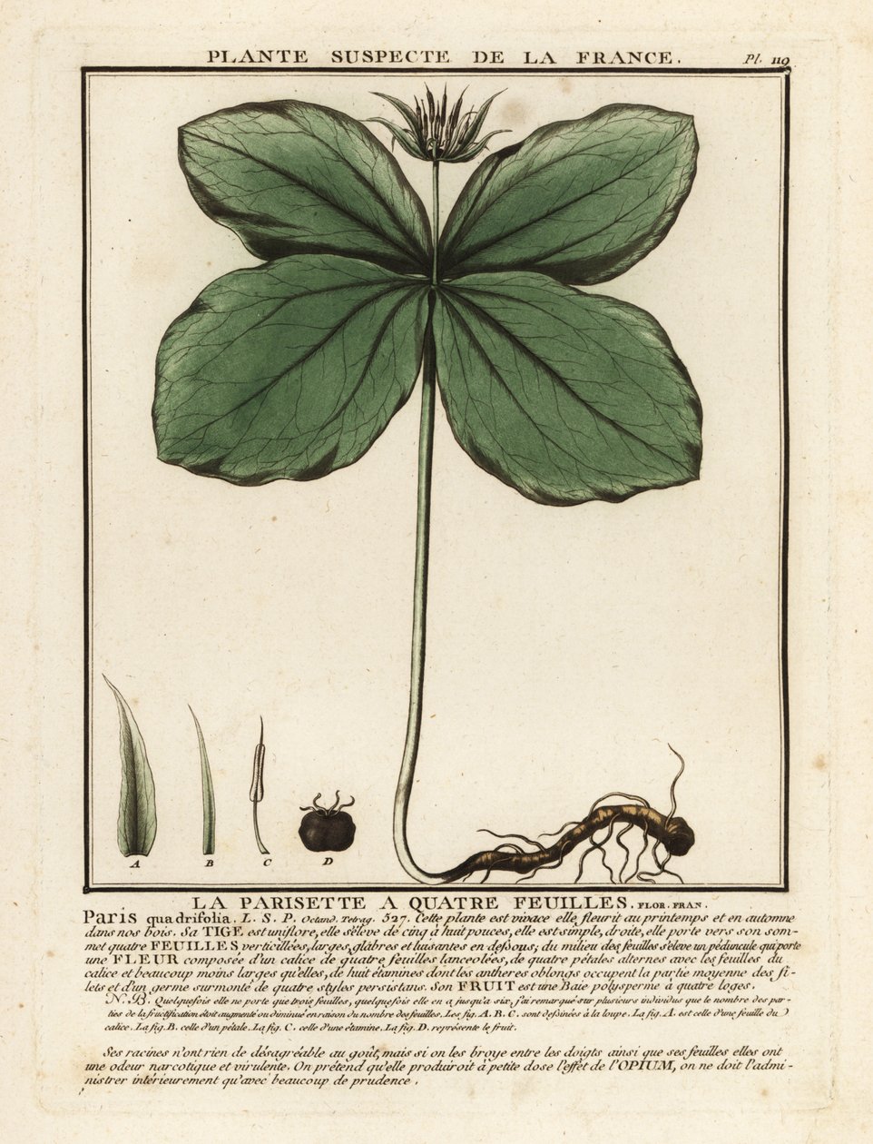 Herb-paris, Paris quadrifolia. de Unbekannter Künstler