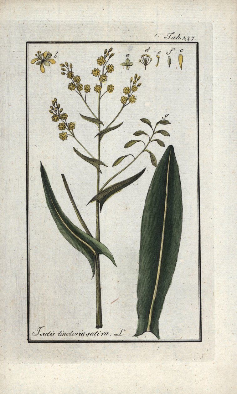 Erva de São Filipe (Isatis tinctoria sativa). Litografia de "Afbeelding der Artseny-Gewassen" de Johannes Zorn (1739-1799), Países Baixos de Unbekannter Künstler