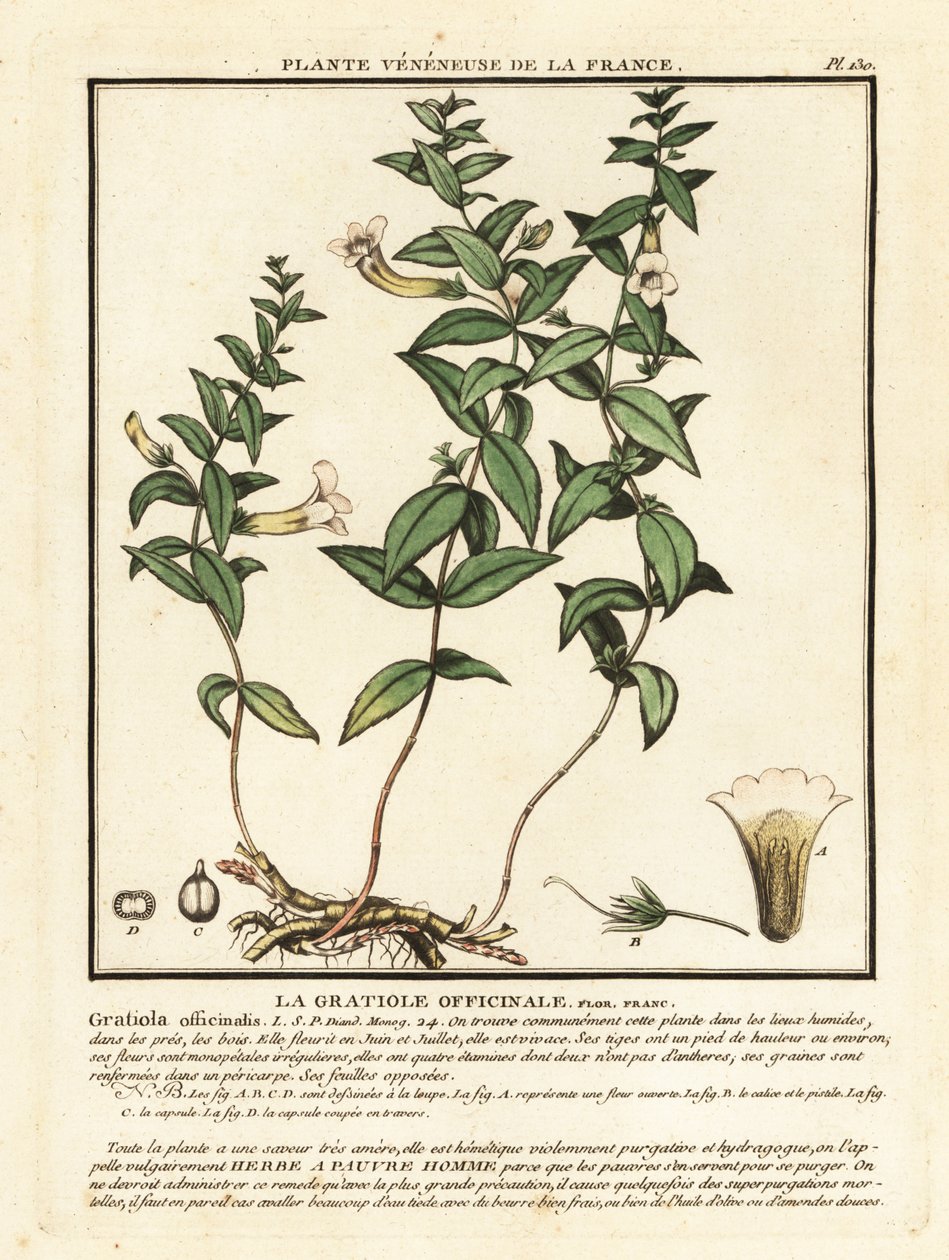 Erva de graça, Gratiola officinalis. de Unbekannter Künstler