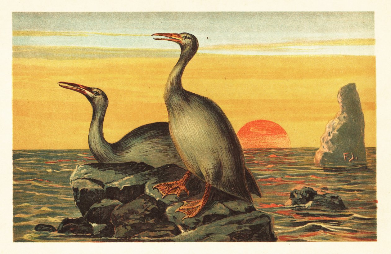 Hesperornis regalis, extinto pássaro parecido com um cormorão. 1908 (litografia) de Unbekannter Künstler