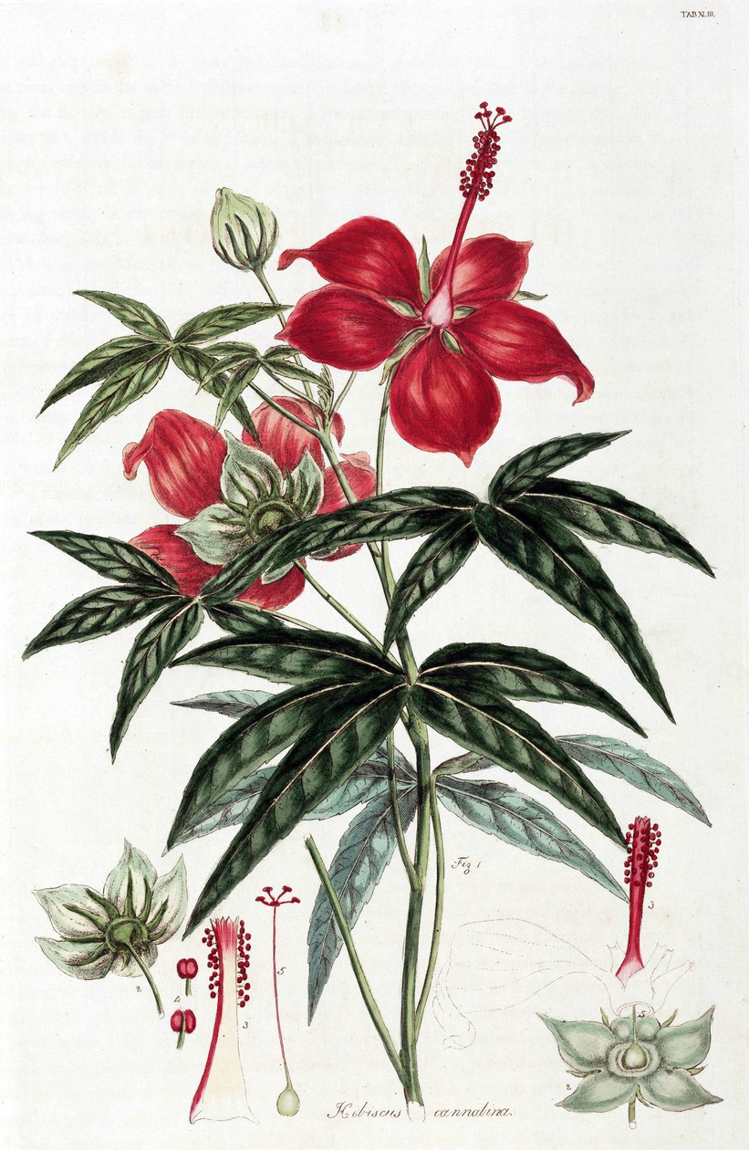 Hibiscus de Unbekannt