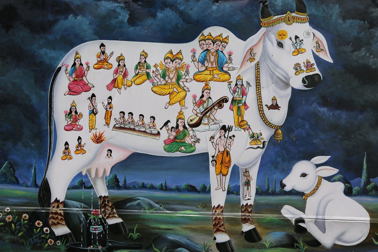 Pintura hindu. Vaca sagrada e bezerro. Índia de Unbekannt