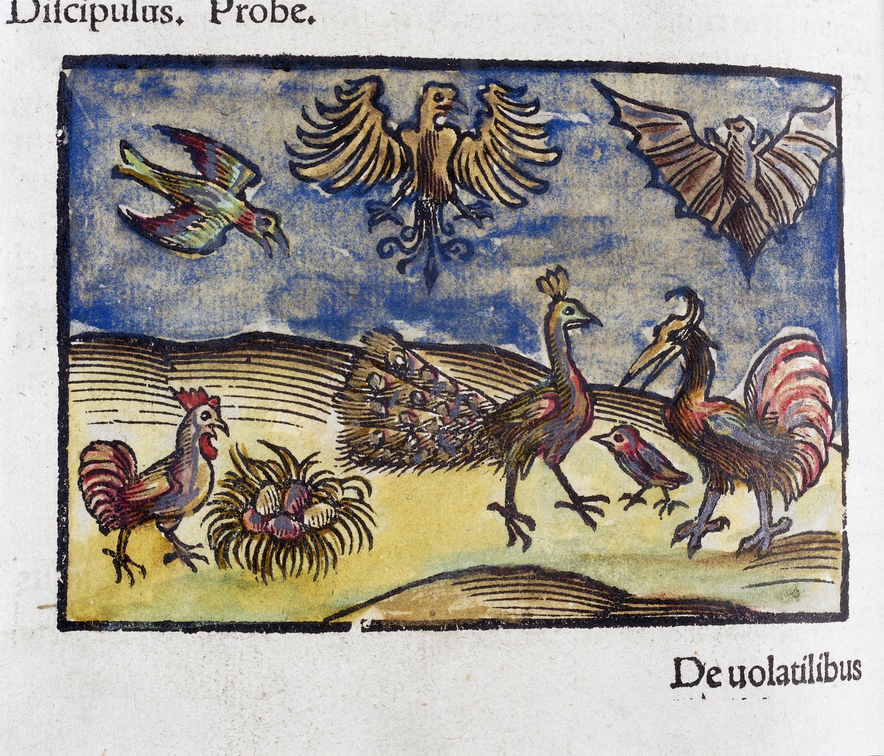 História natural, zoologia Século XVI: aves e morcegos de Unbekannt