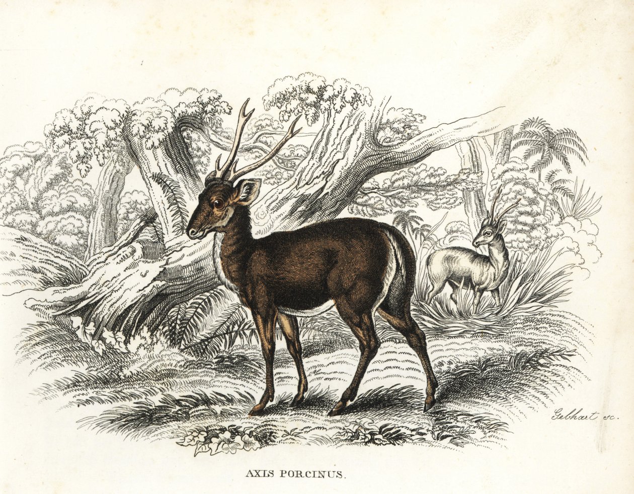Veado-campeiro, Axis porcinus, ameaçado de extinção. Litografia colorida à mão por Gebhart da Galeria de História Natural de Georg Friedrich Treitschke, Naturhistorischer Bildersaal des Thierreiches, Liepzig-1842. de Unbekannter Künstler