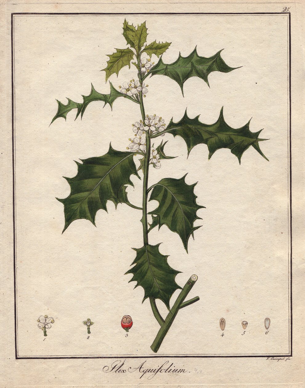Azevinho. Gravura colorida em cobre, em Botanique Medicinale (publicada em Berlim, Alemanha) de Unbekannter Künstler