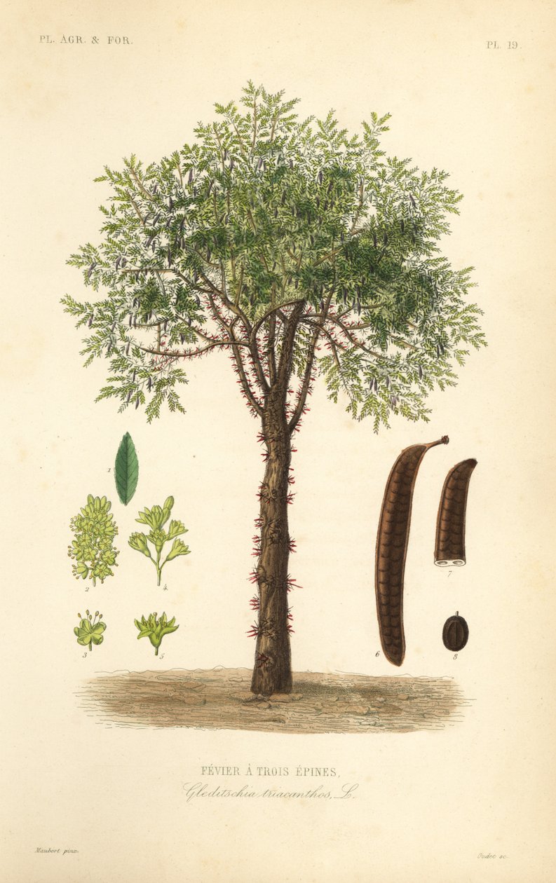 Gafanhoto de mel ou gafanhoto espinhoso, Gleditsia triacanthos, Gleditschia triacanthos, Fevier a trois epines de Unbekannt