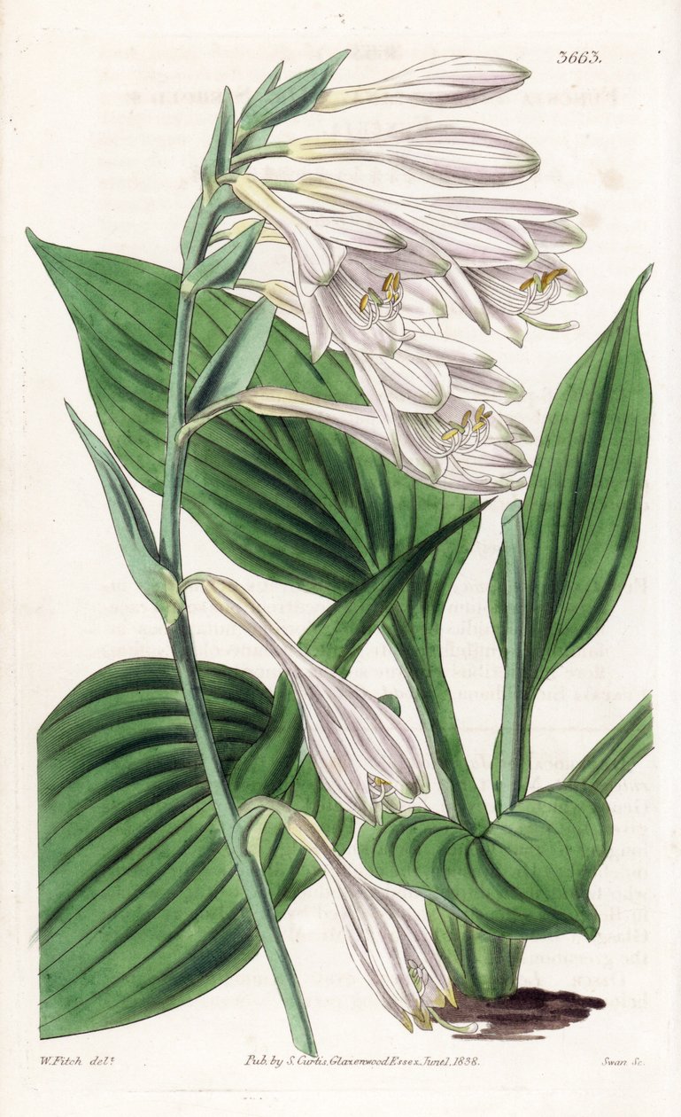 Hosta do Japão - Hosta sieboldii (funckia do Dr. Siebold, Funkia sieboldiana). Gravura em chapa de cobre colorida à mão, segundo uma ilustração botânica de Walter Fitch, da revista Botanical Magazine de William Jackson Hooker, Londres de Unbekannter Künstler