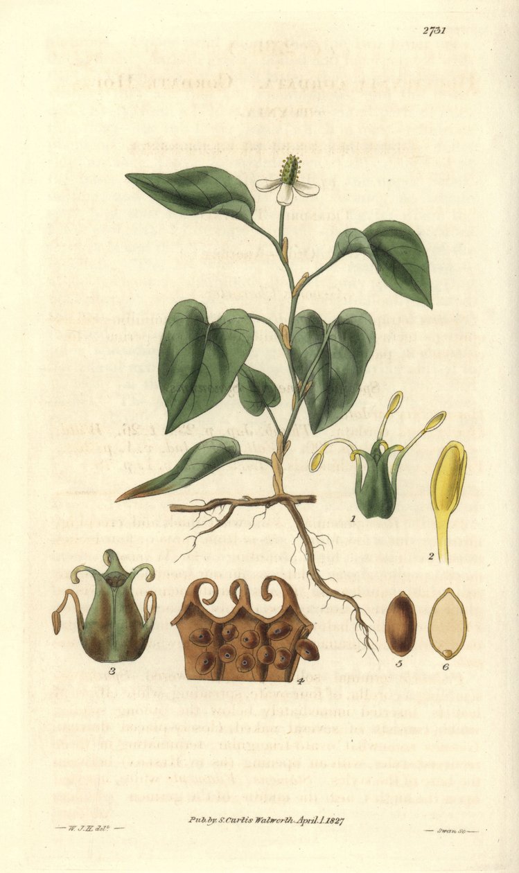 Houttuynia tem flores brancas, com detalhes de frutos, pistilo e etaminas. Variante originária da Ásia. Ilustração de Wiliam Jackson Hooker (1785-1865), botânico e escritor britânico, professor na Universidade de Glasgow (Escócia) e editor da Curtis
