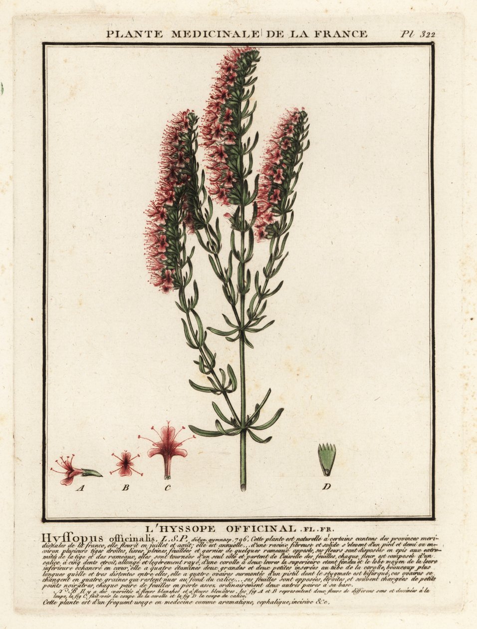 Hissopo, Hyssopus officinalis. de Unbekannter Künstler