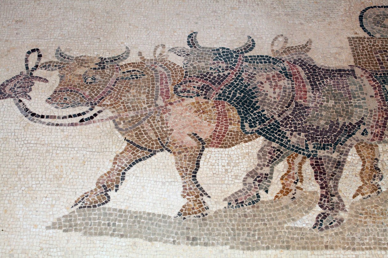 Os bois e carroças de ICarios do painel retratando o momento pouco antes da tragédia da morte de Icarios depois de Dionysos o ensinaram a cultivar vinho - Mosaicos Paphos, Casa de Dionysos, Século III d.C. - Chipre - Boeufs puxando o tanque de Icarios, e " de William M. Timlin
