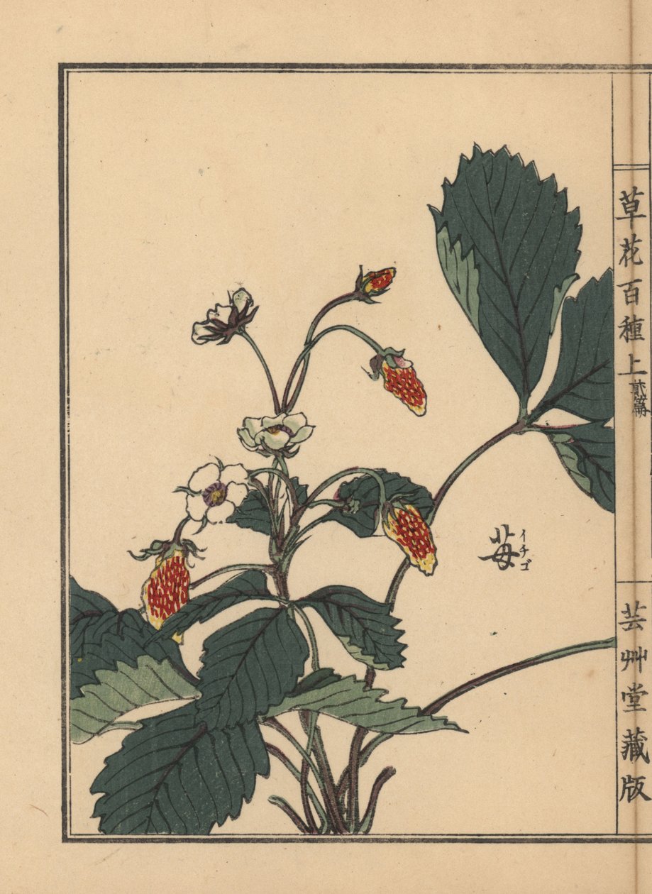 Ichigo ou morango, Fragaria ananassa. Gravura em madeira colorida à mão de Kono Bairei de Kusa Bana Hyakushu (Cem Variedades de Flores), Tóquio, Yamada de Unbekannter Künstler