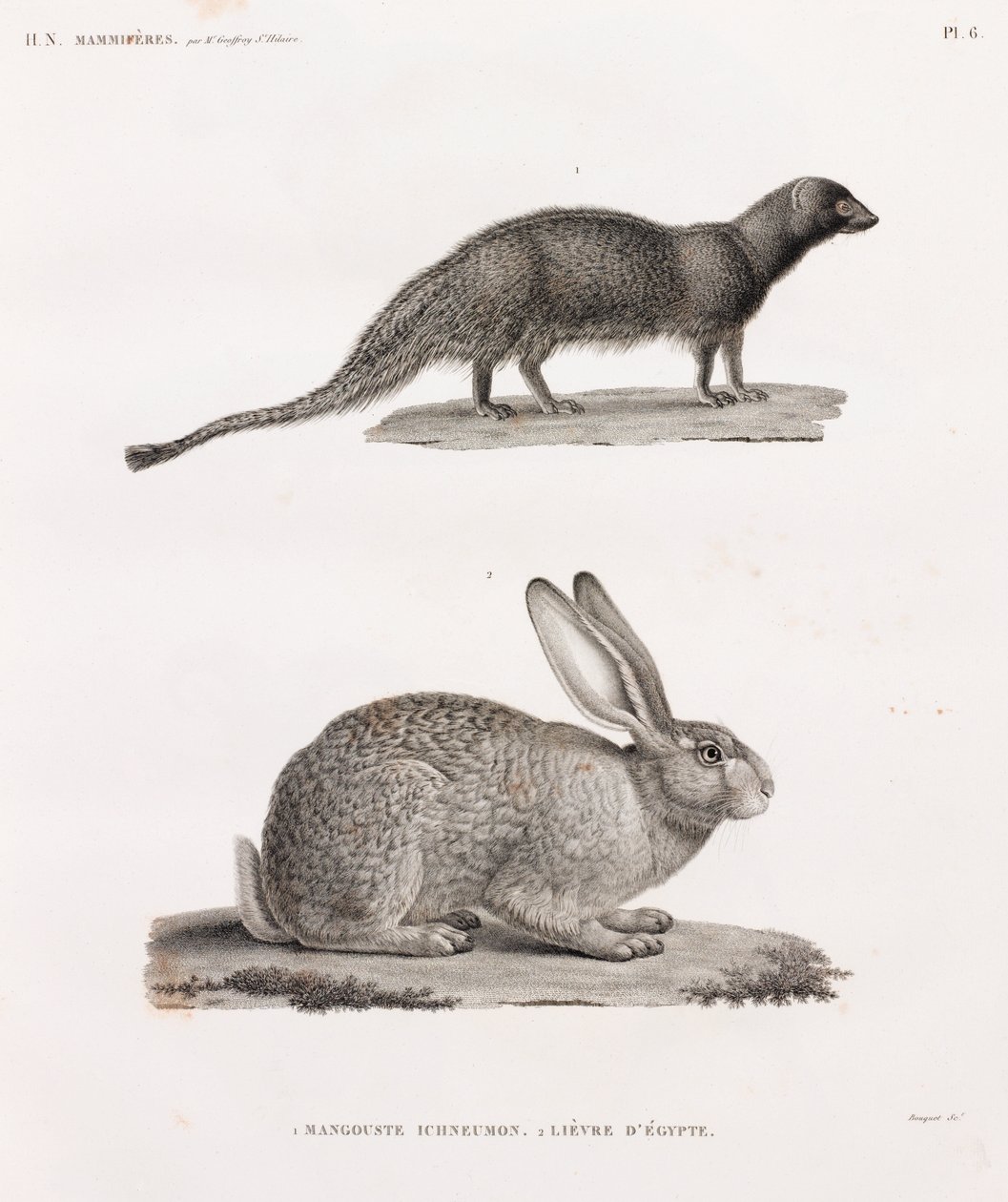 Ichneumon Mongoose & Hare From Egypt (Lebre do Egipto) de Unbekannt
