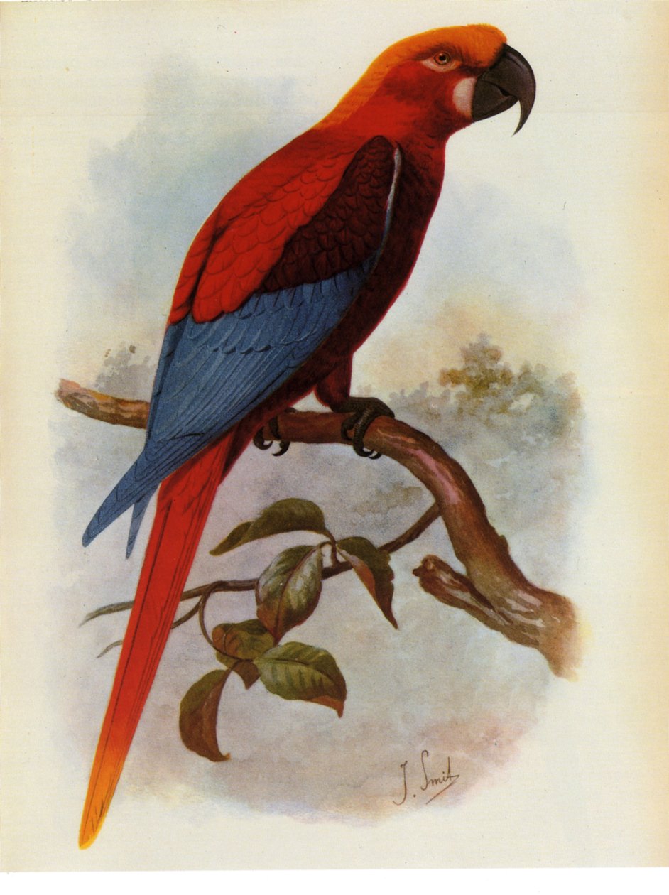 Ilustração/Ara grossei/Jamaican Parrot de Unbekannt