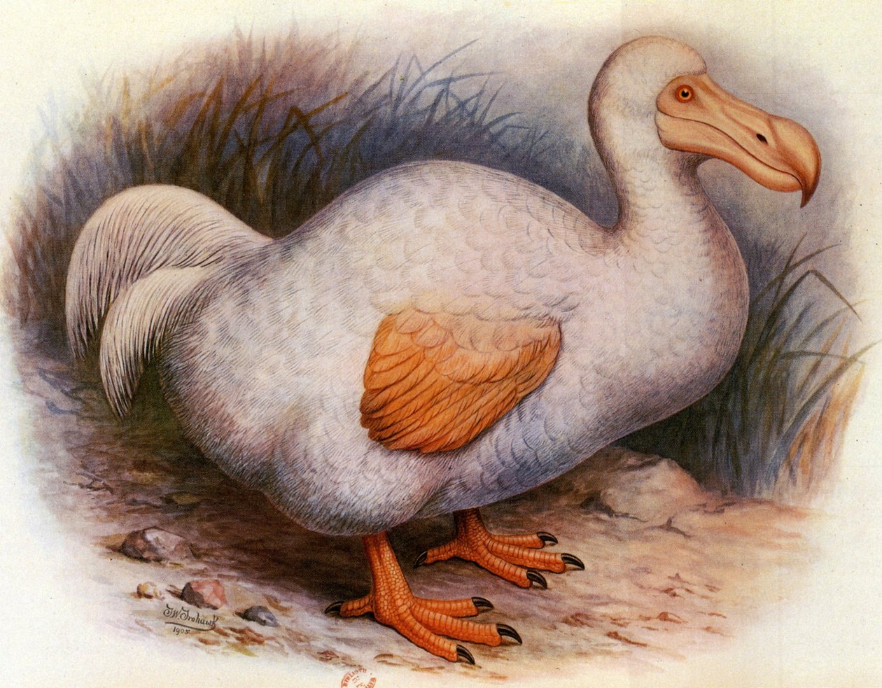 Ilustração/Didus solitarius/White Dodo of the Reunion/Solitaire de Unbekannt