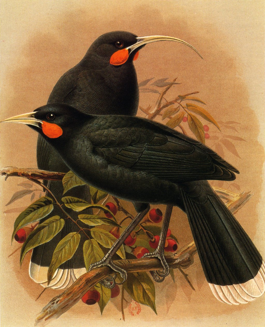 Ilustração/Heteralocha acutirostris/Huia dimorphe/Huia de Unbekannt