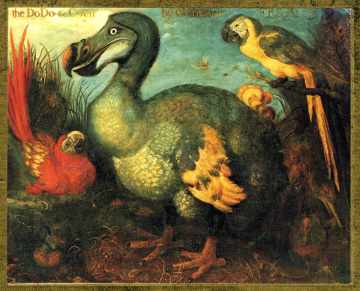 Ilustração/Raphus cucullatus/Dodo da Maurícia/Dronte de Unbekannt