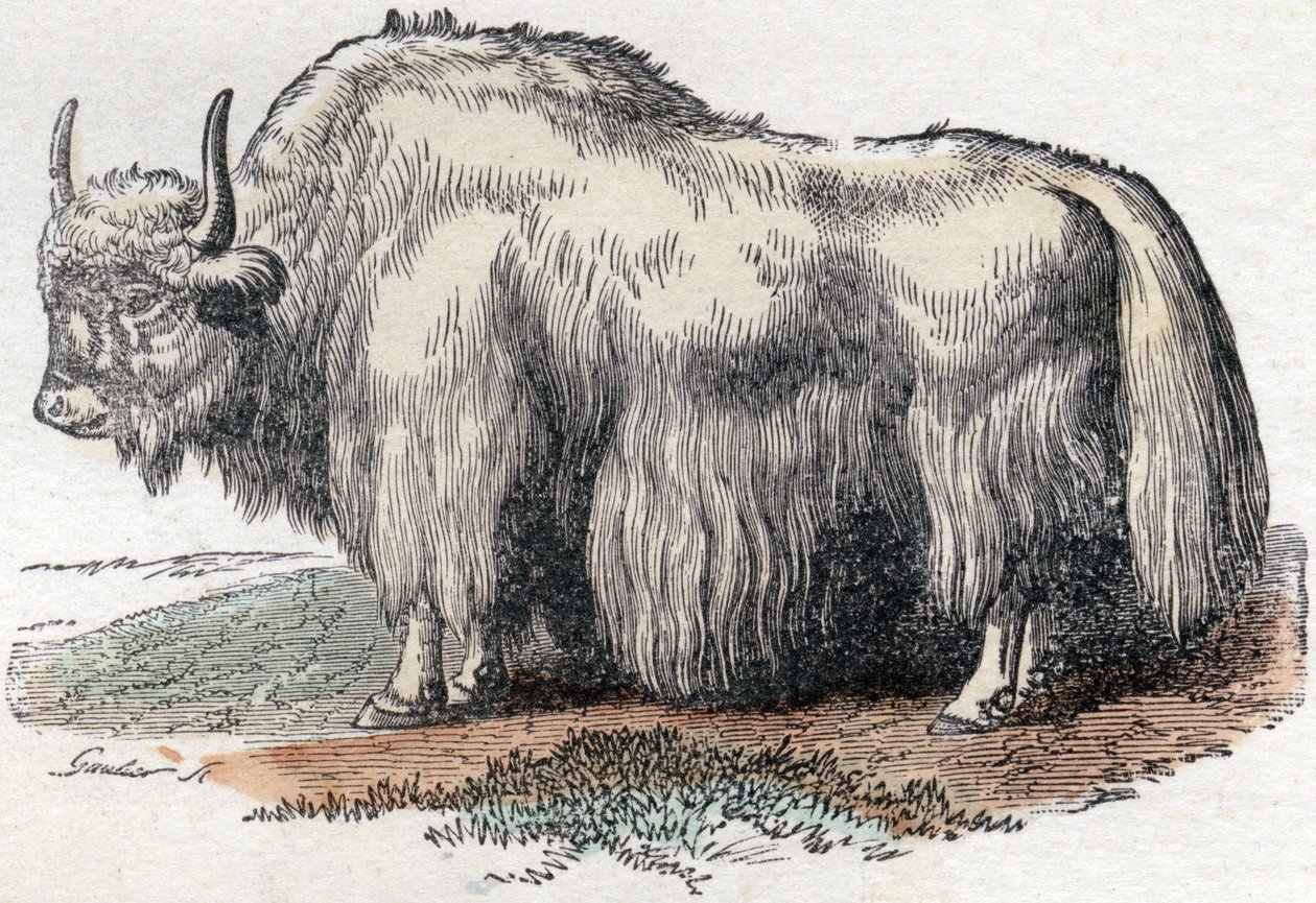 Ilustração para "Alfabeto Buffon" de Unbekannter Künstler
