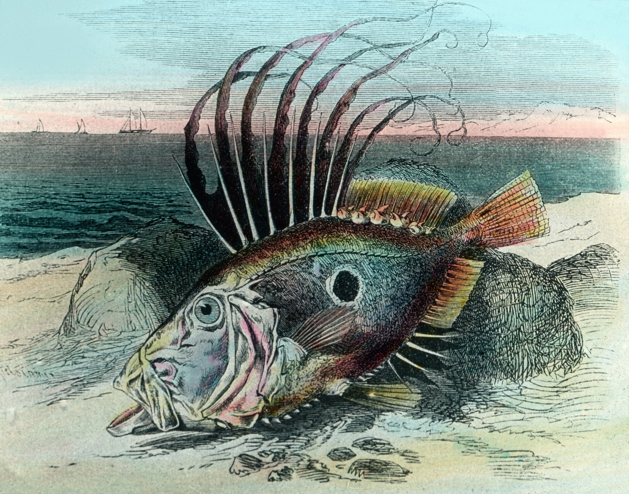 Ilustração de um peixe-galo (Zeus faber) de Unbekannter Künstler