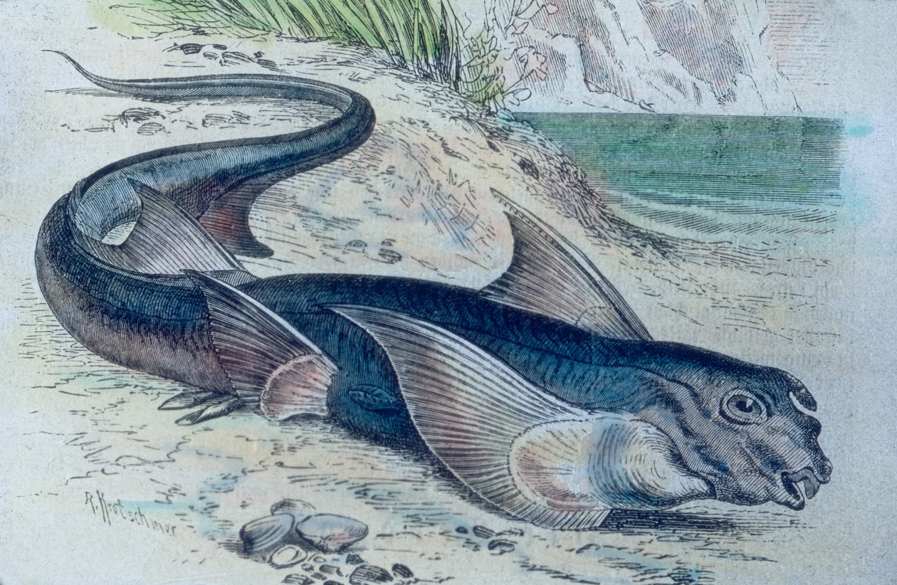 Ilustração de uma quimera (Hydrolagus colliei) de Unbekannter Künstler