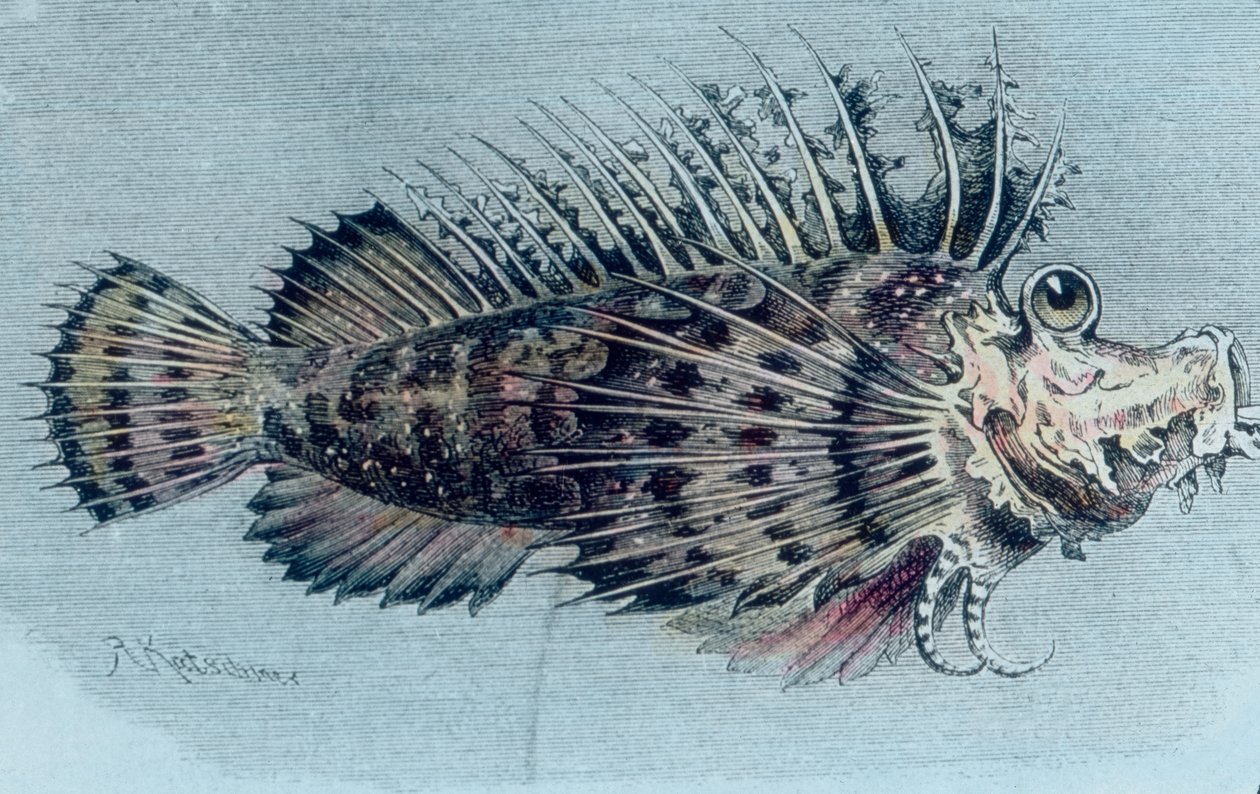 Ilustração de um peixe de crista (Lophotidae)) de Unbekannter Künstler