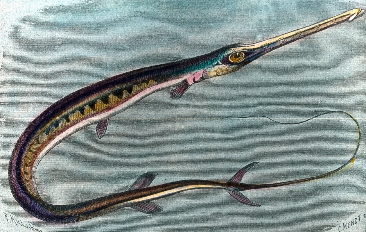 Ilustração de um peixe-espada (Xiphias gladius) de Unbekannter Künstler