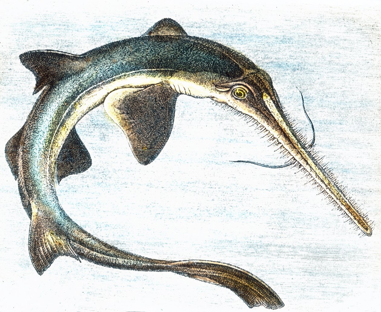 Ilustração de um peixe-espada (Xiphias gladius) de Unbekannter Künstler