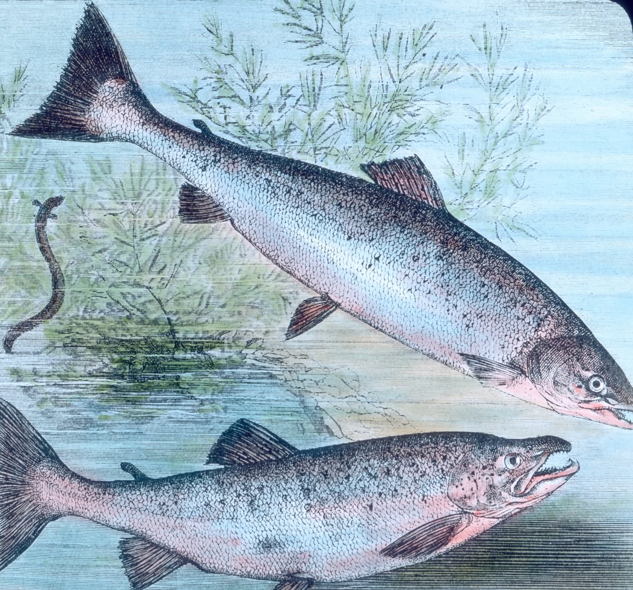 Ilustração de salmão e truta salmoneira de Unbekannter Künstler