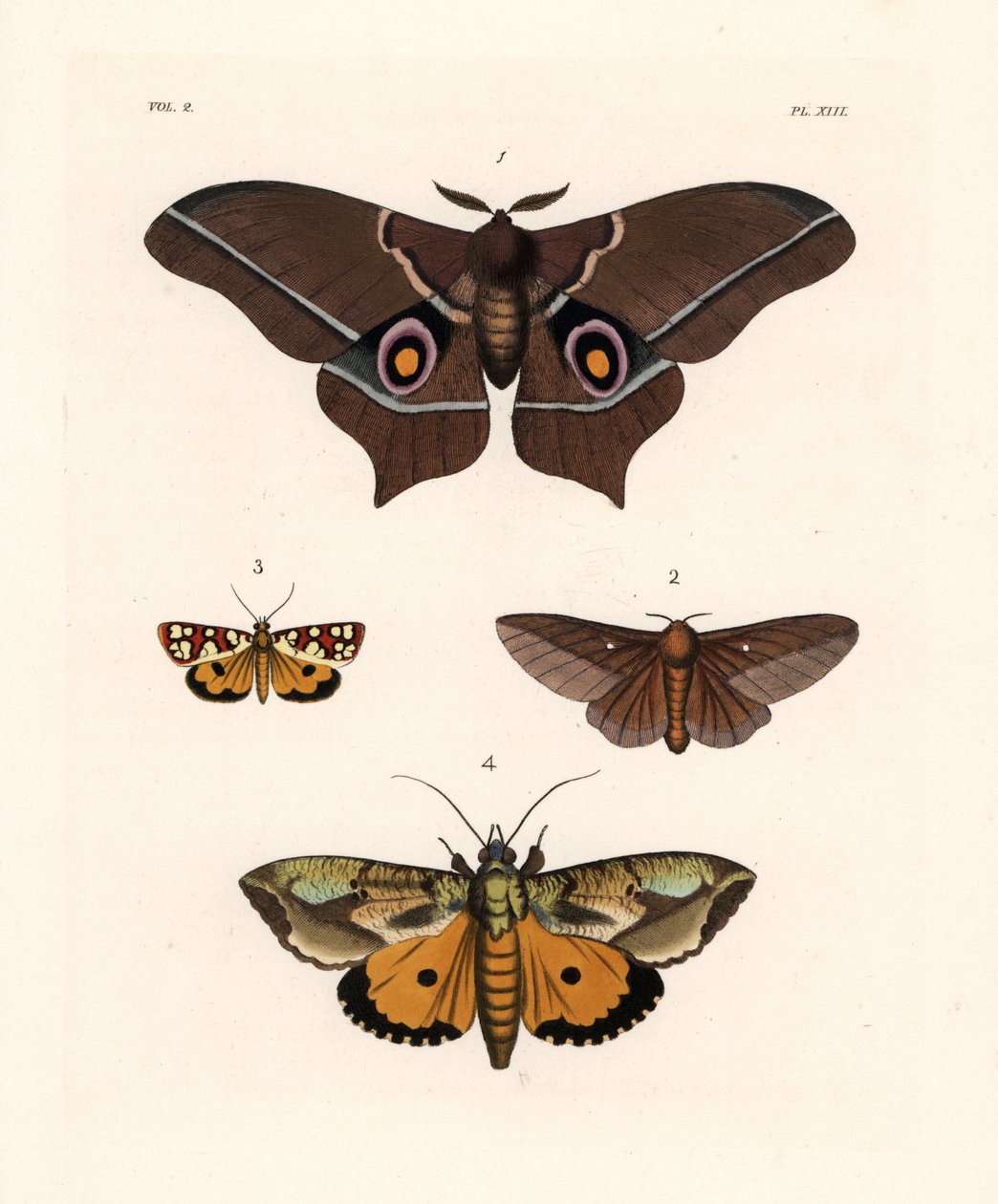 Imbrasia epimethea (Saturnia epimethea) 1, traça-dos-carvalhos riscada de rosa, Anisota virginiensis (Dryocampa virginiensis) 2, Crameria aegocera (Aegocera amabilis) 3, e Eudocima materna (Triphaena materna) 4. Litografia colorida à mão da nova obra de Jo de Unbekannter Künstler