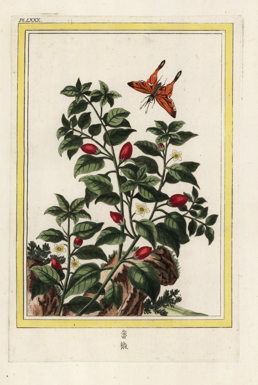 Pimenta da Índia. Pimenta, Capsicum annuum. Gravura colorida à mão de Pierre Joseph Buchoz "Coleção preciosa e iluminada das mais belas e curiosas flores, cultivadas tanto nos jardins da China como nos da Europa, Paris de Unbekannter Künstler