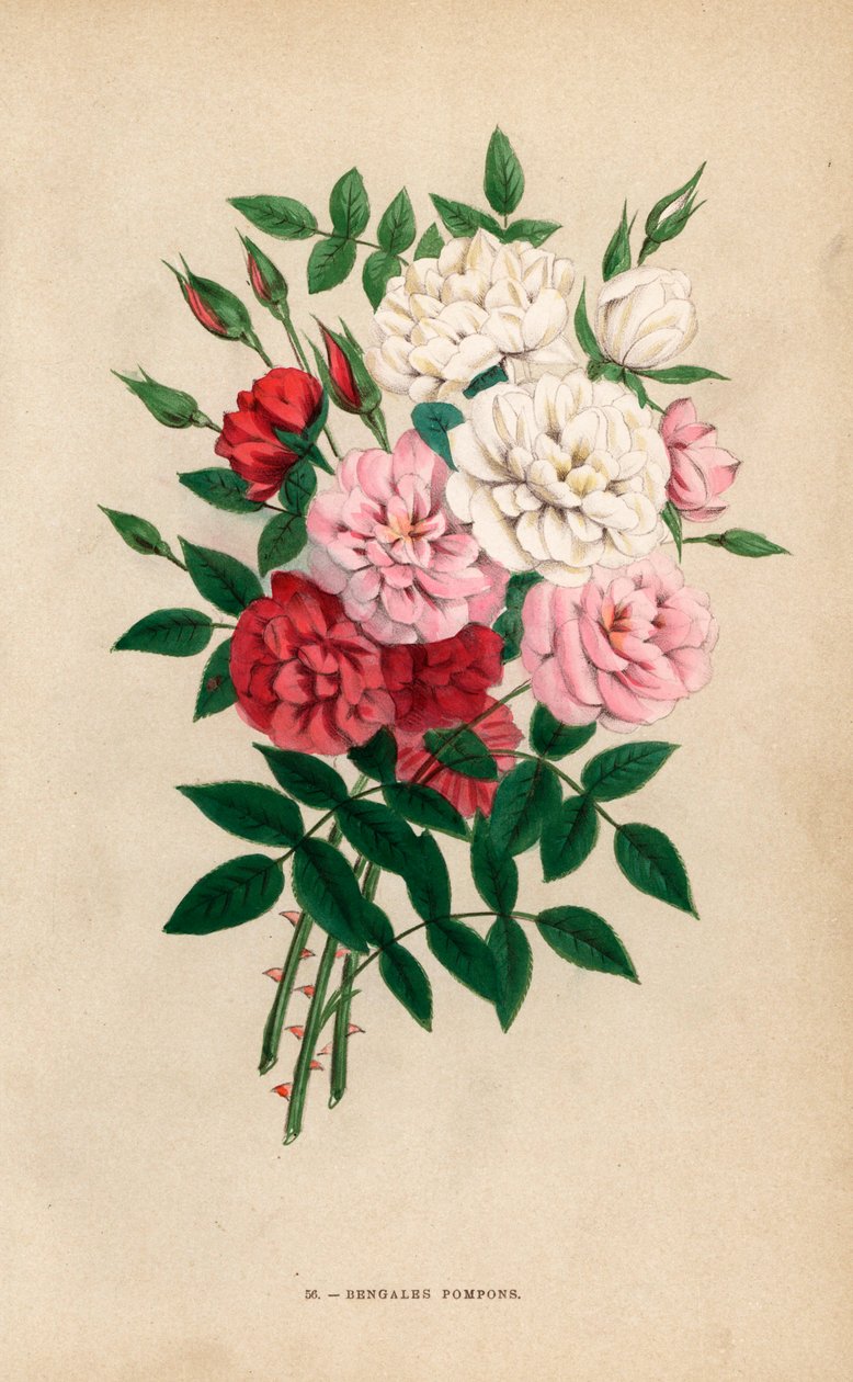 Rosas de botão indianas, pompons de Bengala, híbridos de Rosa chinensis. Cromolitografia desenhada e litografada segundo a natureza por F. Grobon a partir da obra "Les Roses" de Hippolyte Jamain e Eugene Forney, Paris, J. Rothschild de Unbekannter Künstler