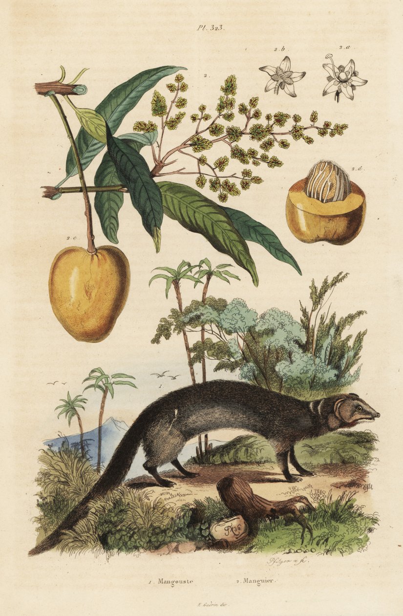 Mangusto cinzento indiano, Herpestes edwardsi 1 e manga, Mangifera indica 2 de Unbekannt