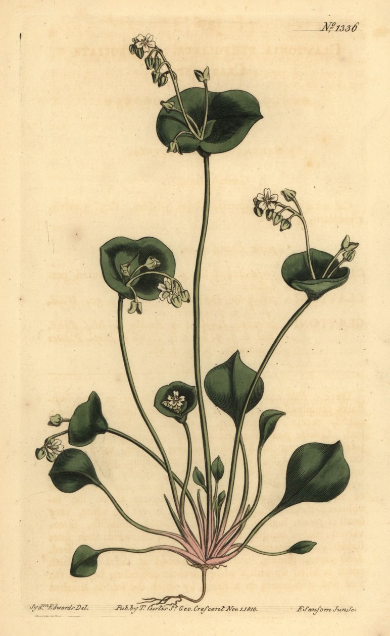 Alface indiana, Perfoliar argila, Claytonia perfoliata de Unbekannt