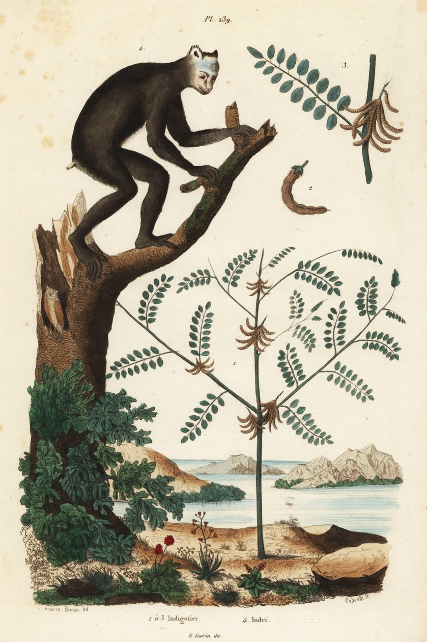 Indigo, Indigofera atropurpurea 1-3, e indri ou babakoto, Indri indri, lêmure em perigo crítico 4 de Unbekannt