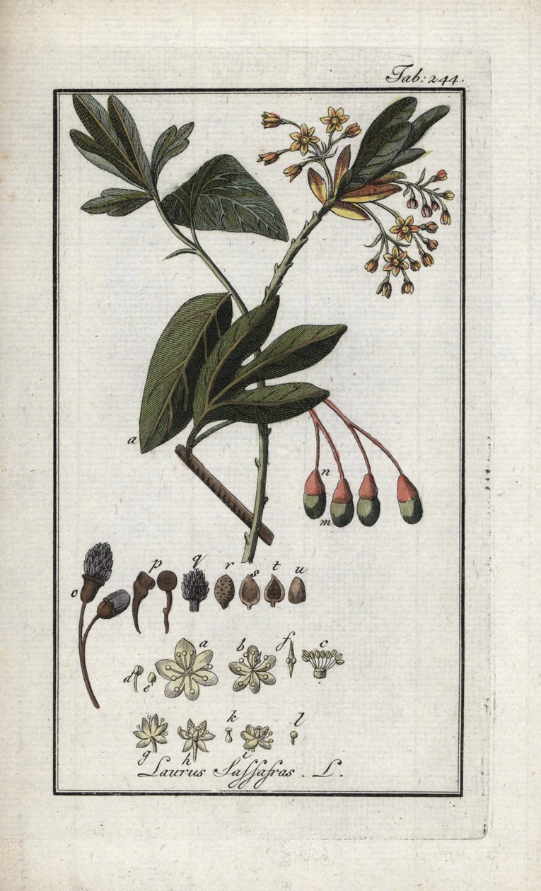 Loureiro Iroquês (Sassafrás albidum). Litografia de "Afbeelding der Artseny-Gewassen" de Johannes Zorn (1739-1799), Países Baixos de Unbekannter Künstler