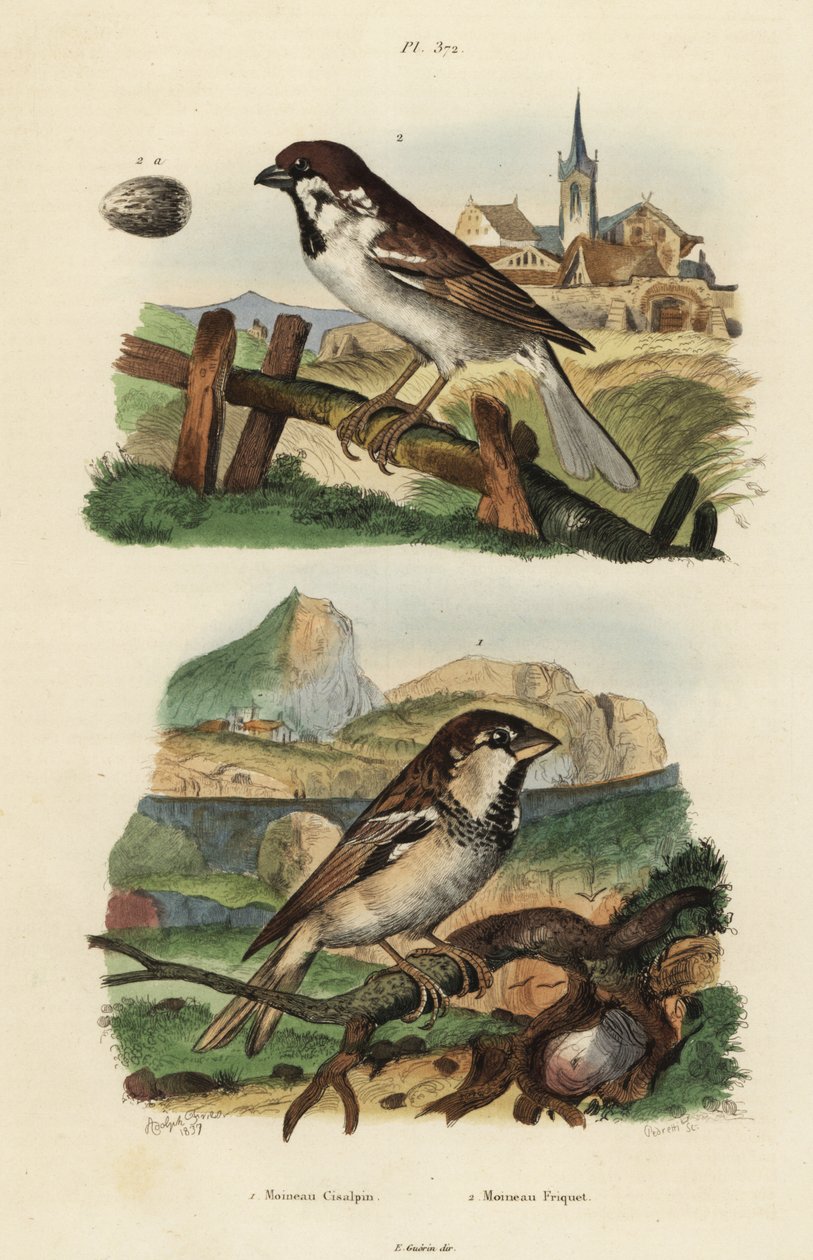 Pardal italiano, Passer italiae, e pardal de árvore eurasiático com ovo, Passer montanus de Unbekannt