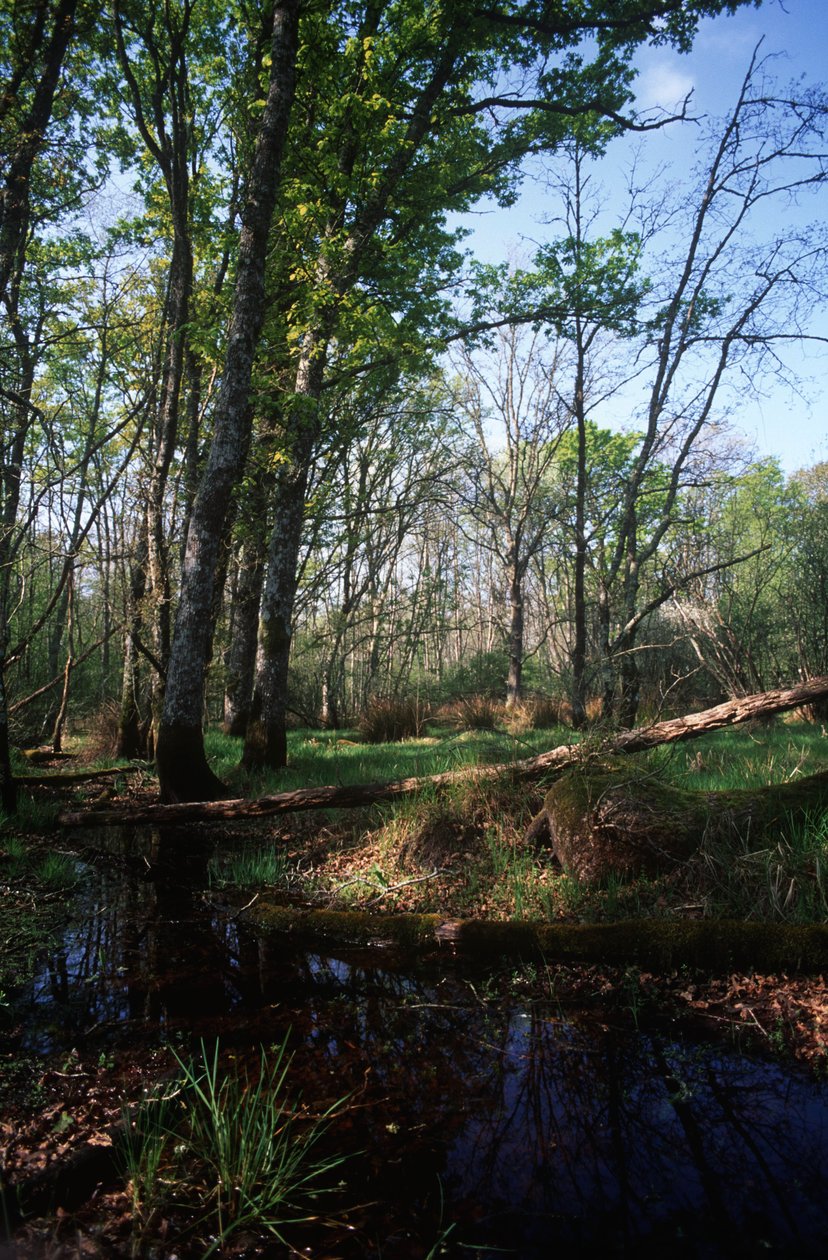 Itália, Região do Lácio, Parque Nacional do Circeo, lagoa na Reserva da Biosfera de William Jennys