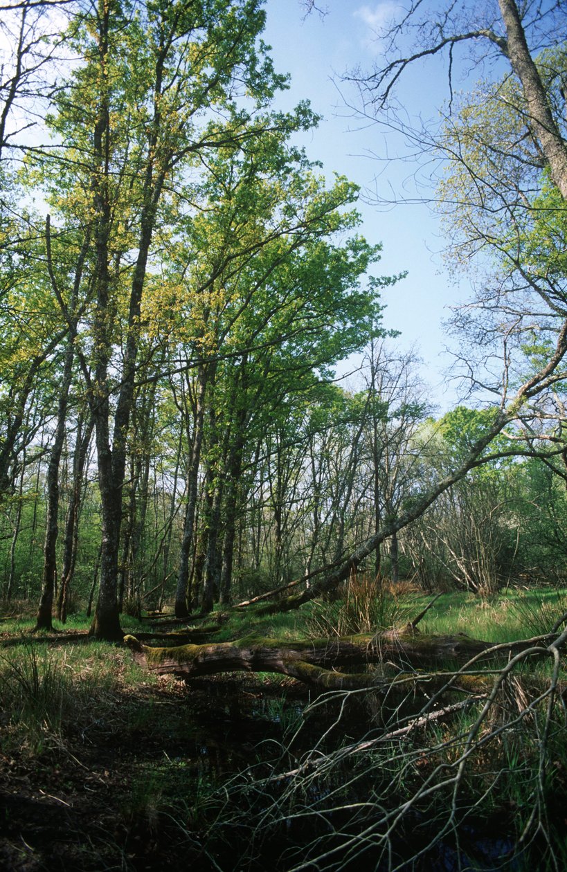 Itália, Região do Lácio, Parque Nacional do Circeo, lagoa na Reserva da Biosfera de William M. Timlin