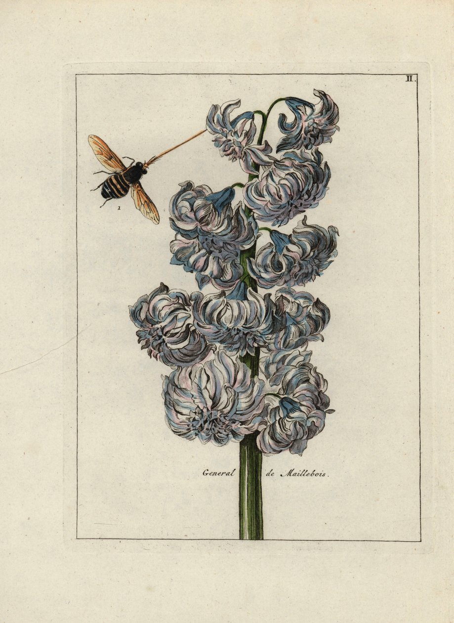 Jacinto (ou jacinto), variete general de Maillebois, com uma abelha - Litografia atribuída a Paul Theodor van Brussel (1754-1795), autor do ramo de cobertura, ou A.Bres., influenciado por Nicolas Robert (1614-1685), publicada em "Nederlandsch Bloemwerk" (D de Unbekannter Künstler