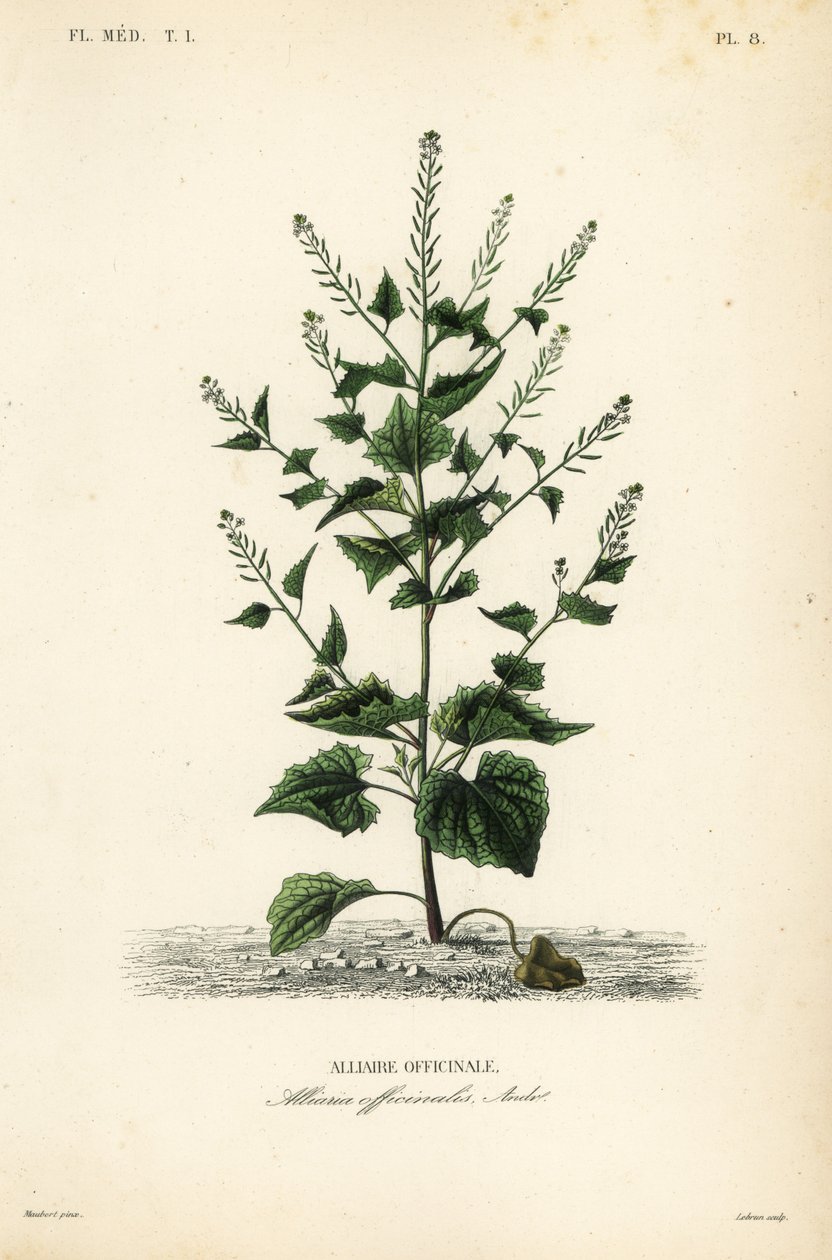 Jack-by-the-hedge ou mostarda de alho, Alliaria petiolata, Alliaria officinalis, Alliaire officinale de Unbekannt