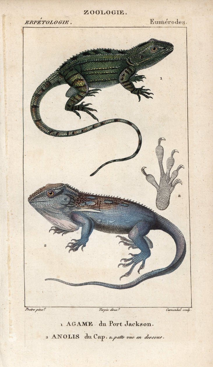 Lagartixa do Cabo, Amphibolurus muricatus, e osga anã do Cabo, Lygodactylus capensis. Gravura em chapa de cobre colorida à mão do "Dicionário de Ciências Naturais" de Jussieu, 1816-1830. Os volumes sobre peixes e répteis de Unbekannter Künstler