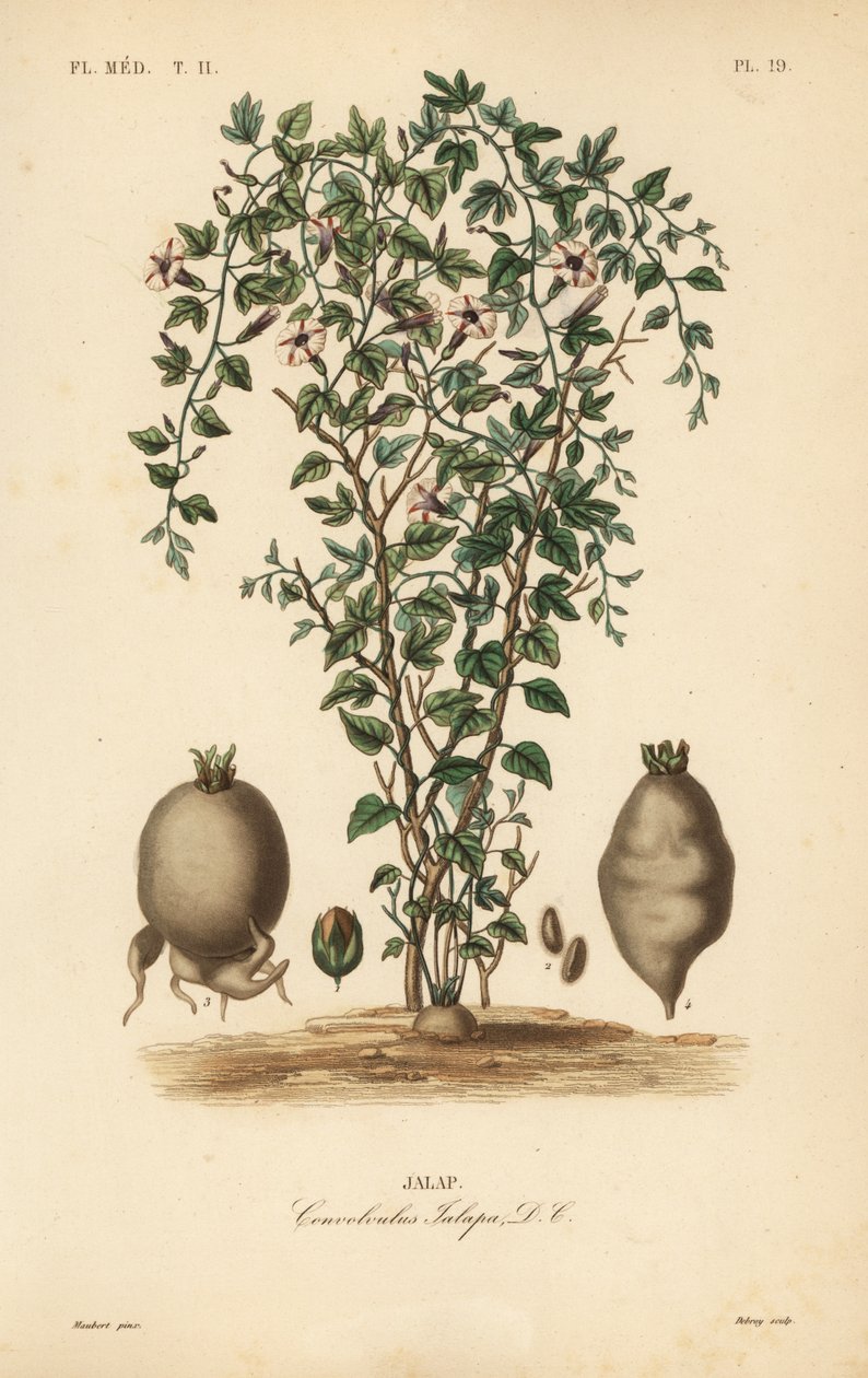 Jalap vinha, Ipomoea jalapa, Convolvulus jalapa, Jalap de Unbekannt