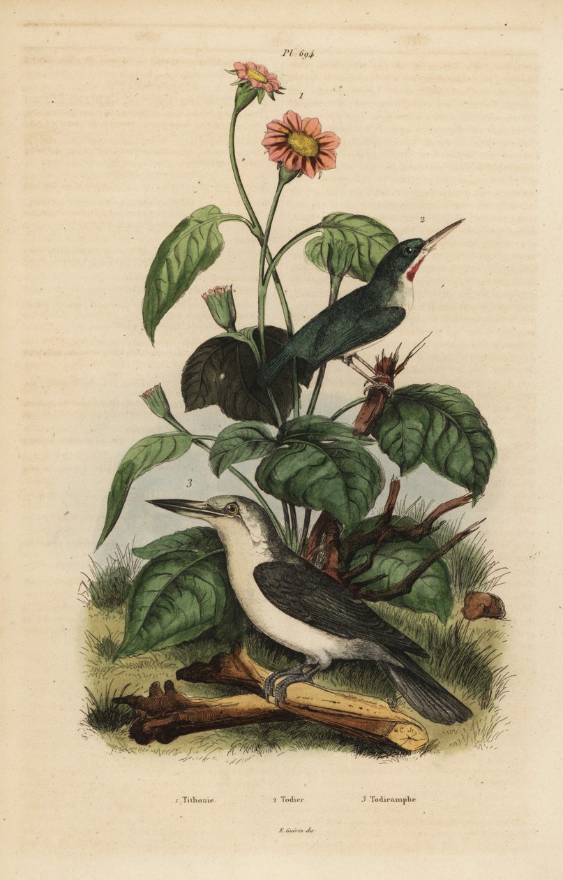 Jamaican tody, Todus todus, Mariana kingfisher, Todiramphus albicilla, e sunflower, Tithonia tagetiflora de Unbekannt