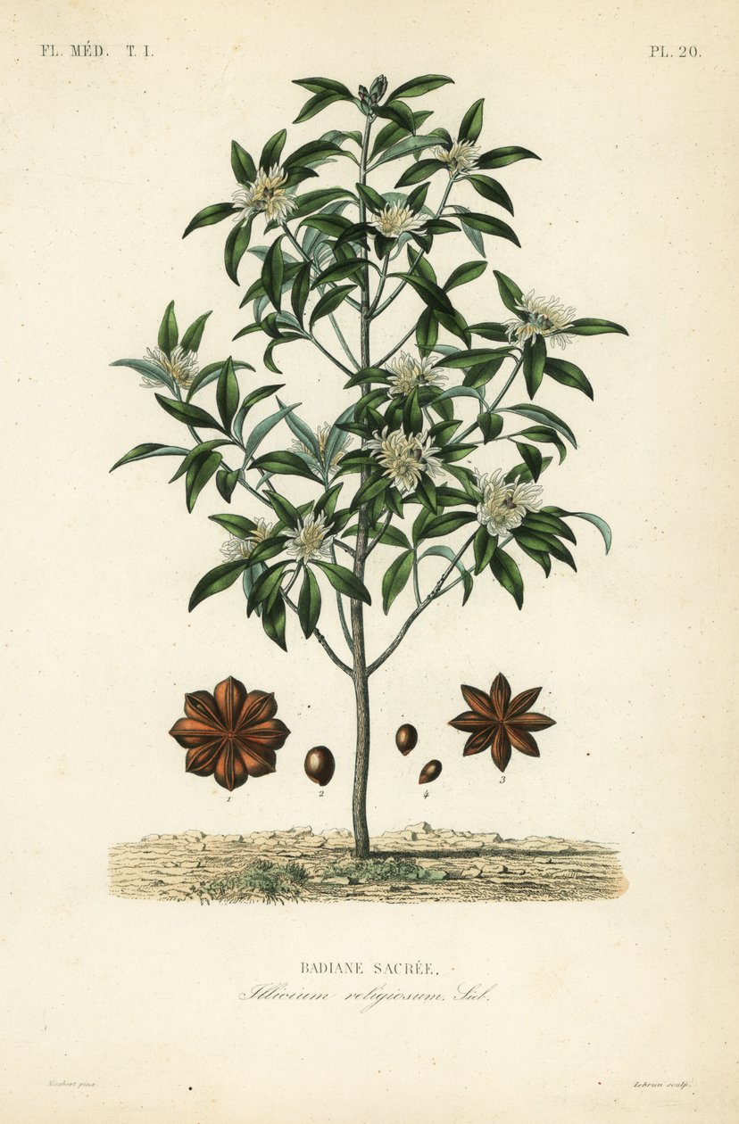 Anis japonês, anis ou anis sagrado, Illicium anisatum, Illicium religiosum, Badiane sacree de Unbekannt