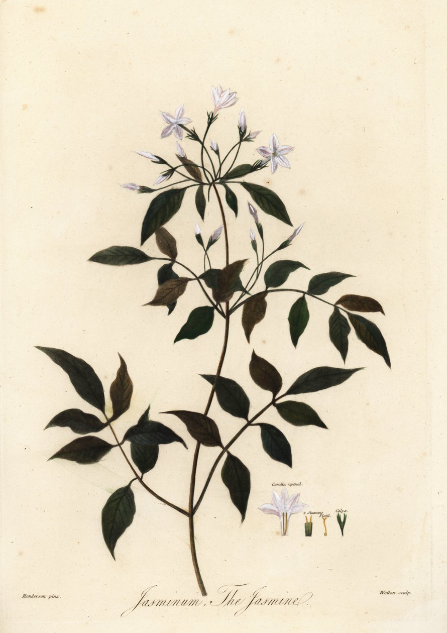 Jasmim, Jasminum officinale. 1805 (gravura) de Unbekannter Künstler
