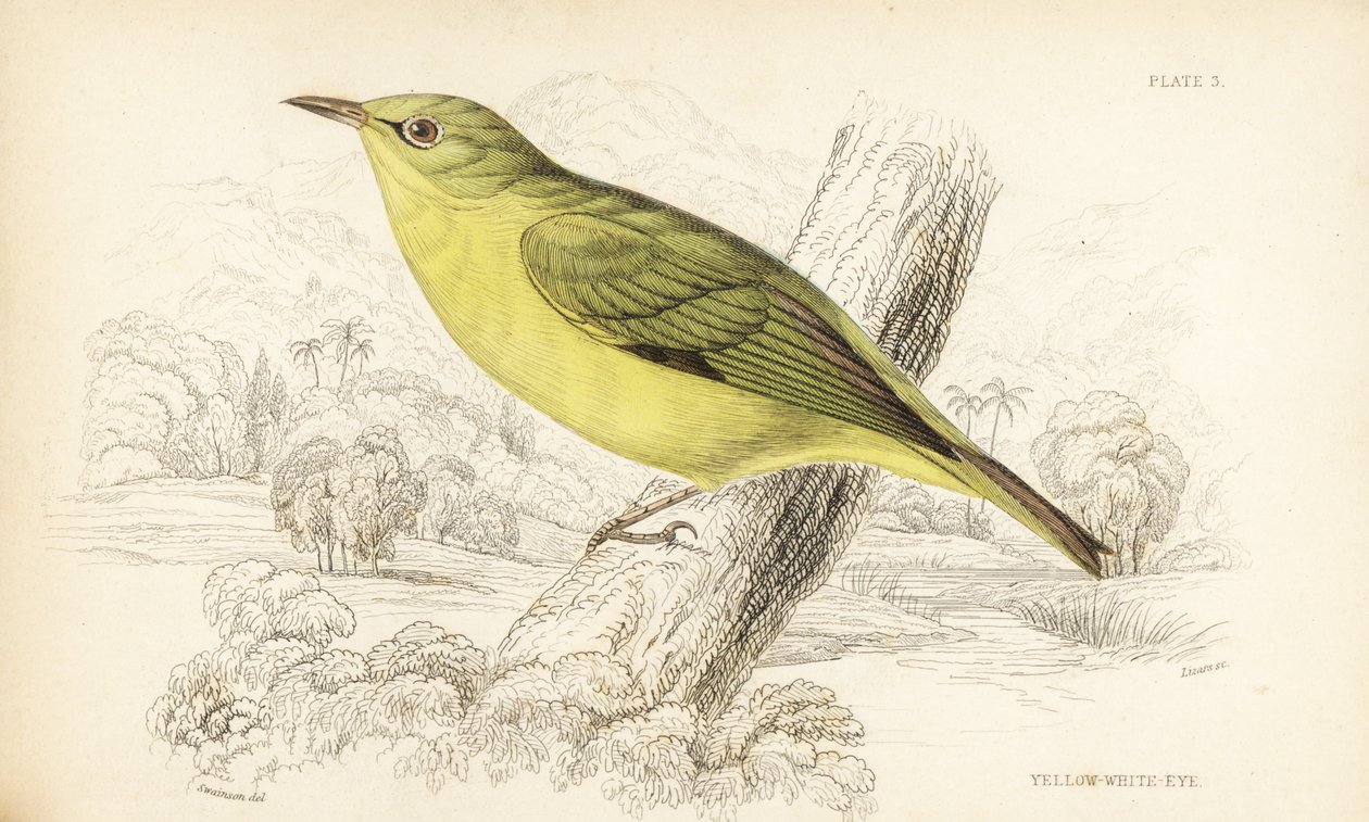 Olho branco de Javan, Zosterops flavus (olho branco amarelo, Zosterops flava). Gravura em metal aço colorida à mão por William Lizars após William Swainson da Biblioteca do Naturalista de Sir William Jardine: Ornithology: Birds of Western Africa, Edimburgo de Unbekannter Künstler