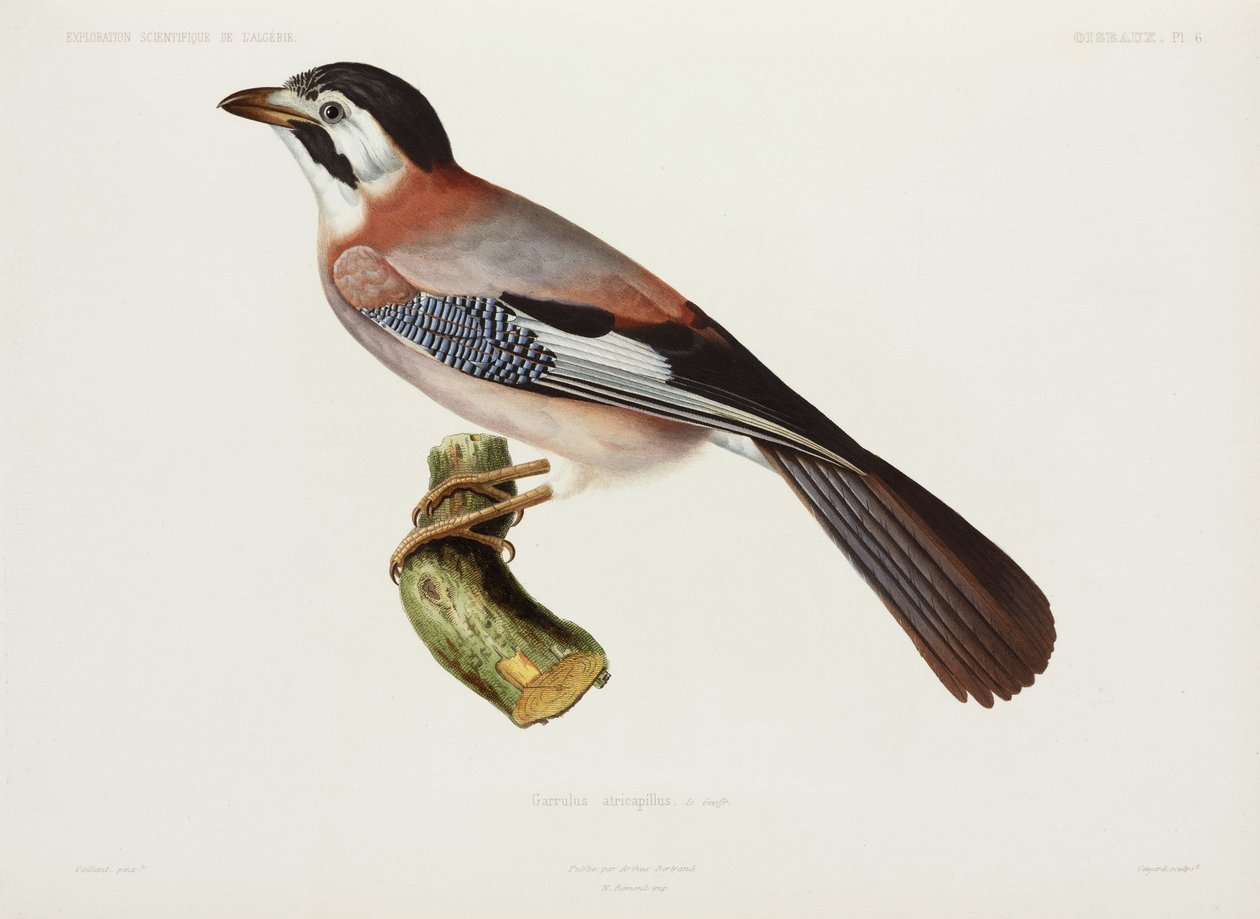 Jay, Argélia de Unbekannter Künstler