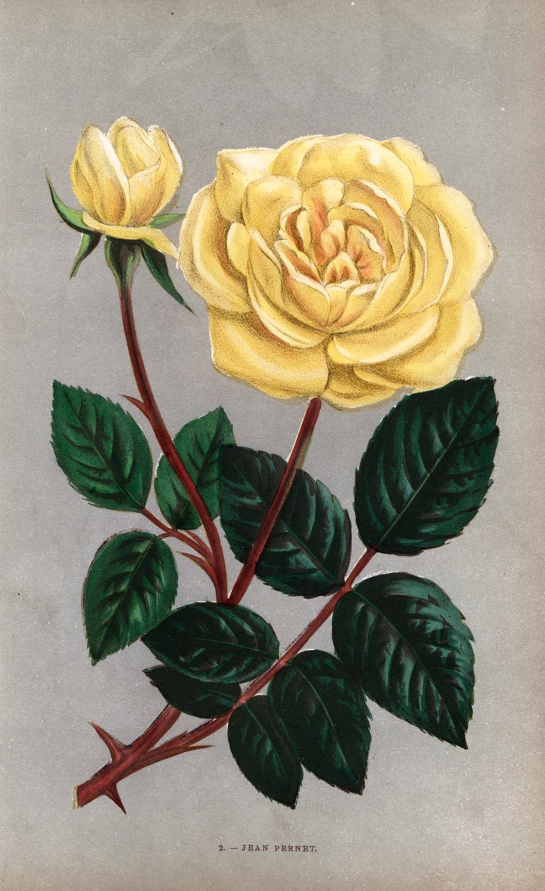 Rosa Jean Pernet, variedade amarela da rosa de chá criada por Monsieur Pernet de Lyon em 1867. Cromolitografia desenhada e litografada segundo a natureza por F. Grobon a partir da obra "Les Roses" de Hippolyte Jamain e Eugene Forney, Paris, J. Rothschild de Unbekannter Künstler