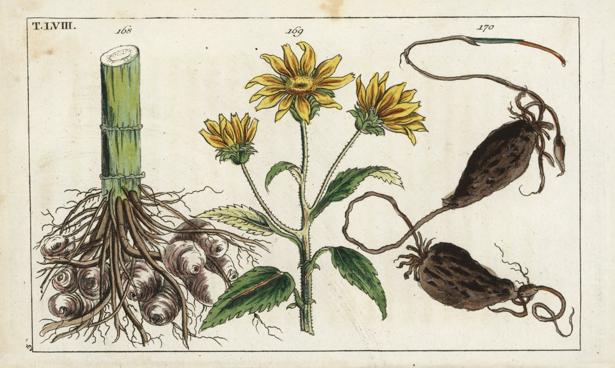 Alcachofra de Jerusalém (alcachofra de Jerusalém), raiz de Helianthus tuberosus de Unbekannter Künstler