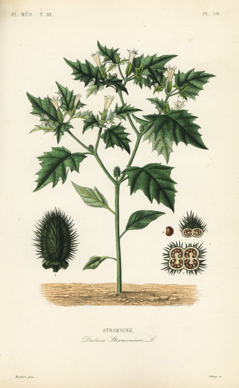 Jimsonweed ou laço do diabo, Datura stramonium, Stramoine de Unbekannt