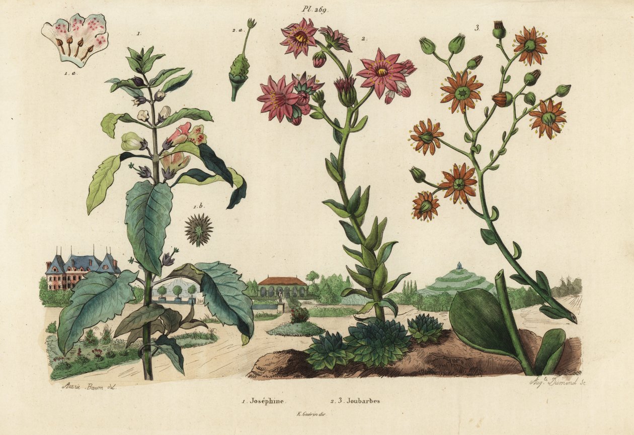 Josephine plant, Josephinia imperatricis 1 e stonecrops, espécie Crassula 2,3 de Unbekannt
